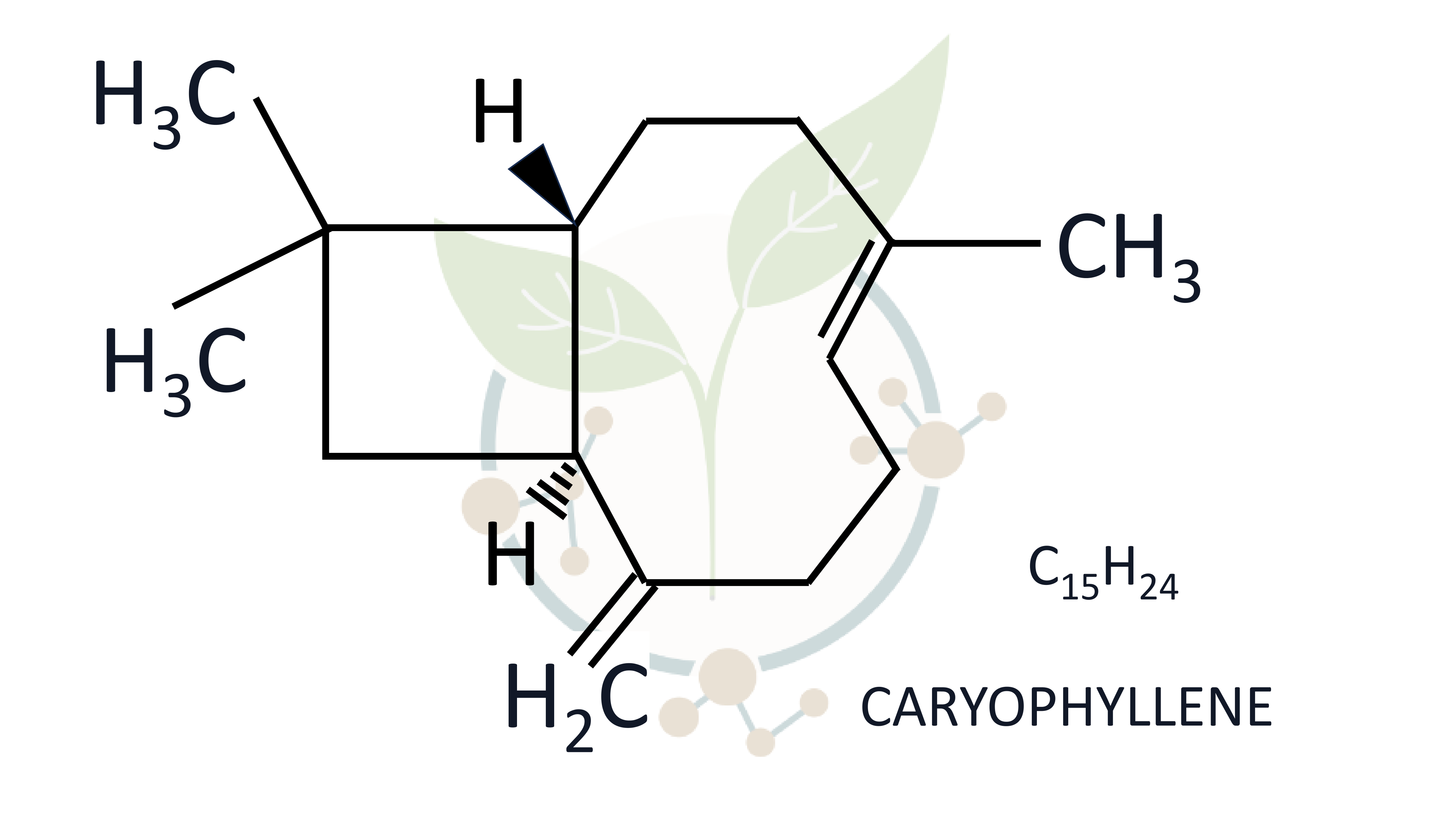 Caryophyllene