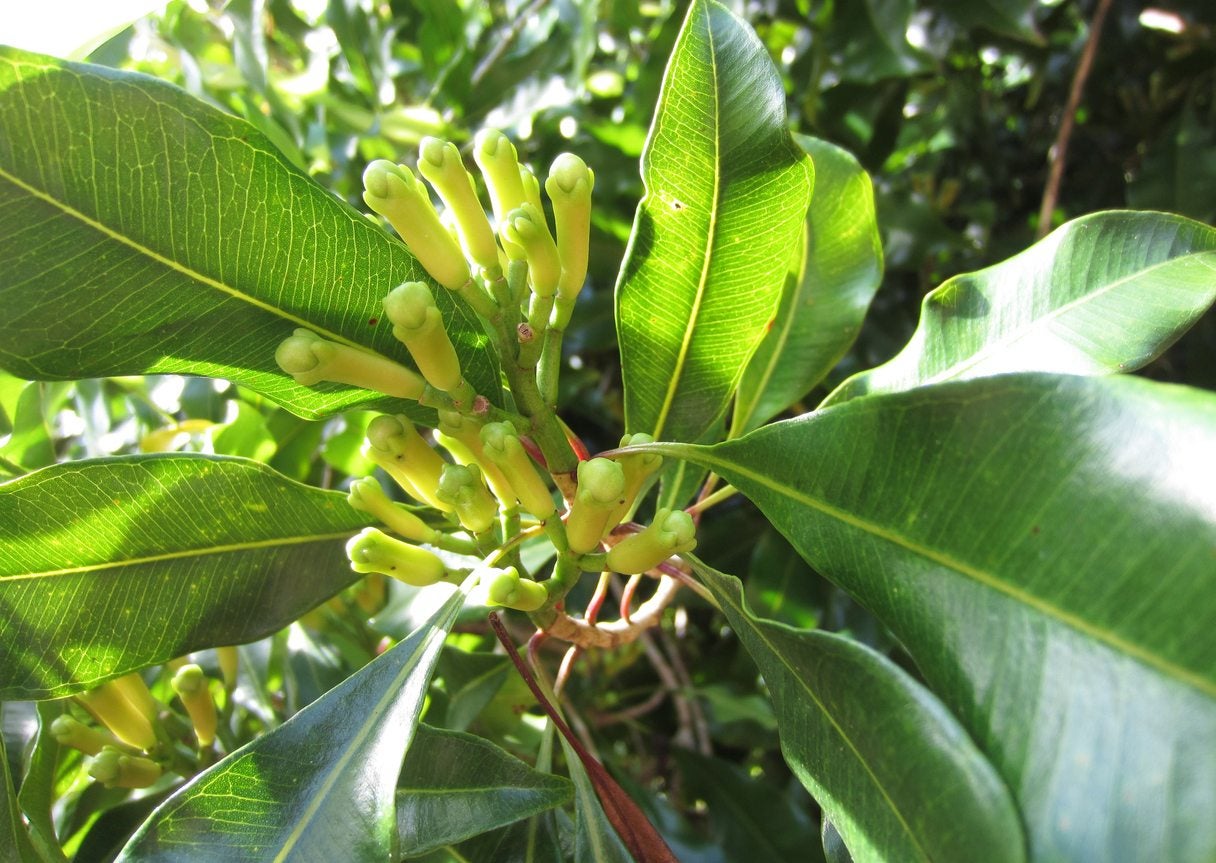 Clove Oil & Derivatives