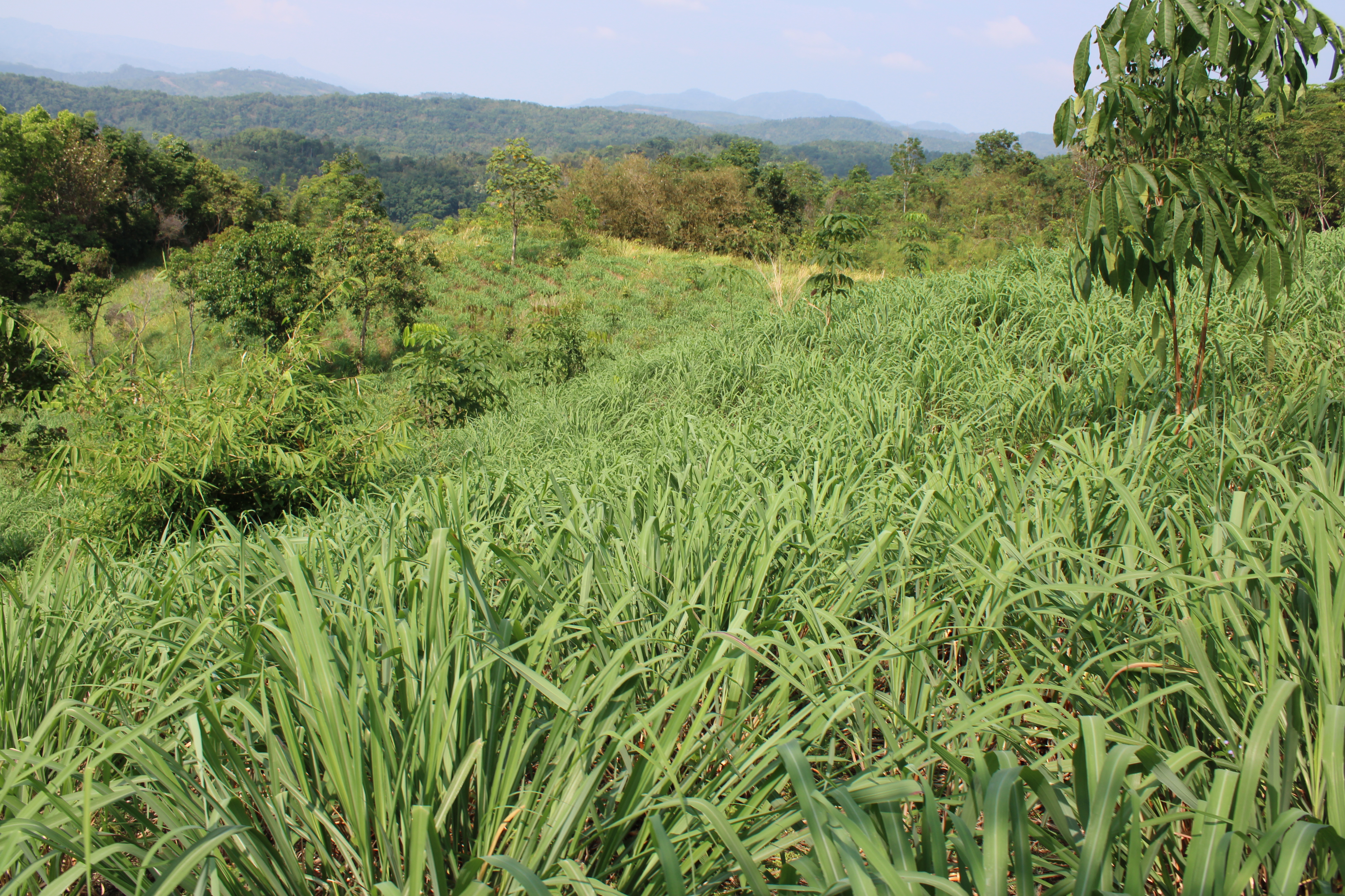 Citronella Oil & Derivatives
